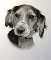 /album/moja-tvorba/portra-C-t-psa-2-1-jpg/